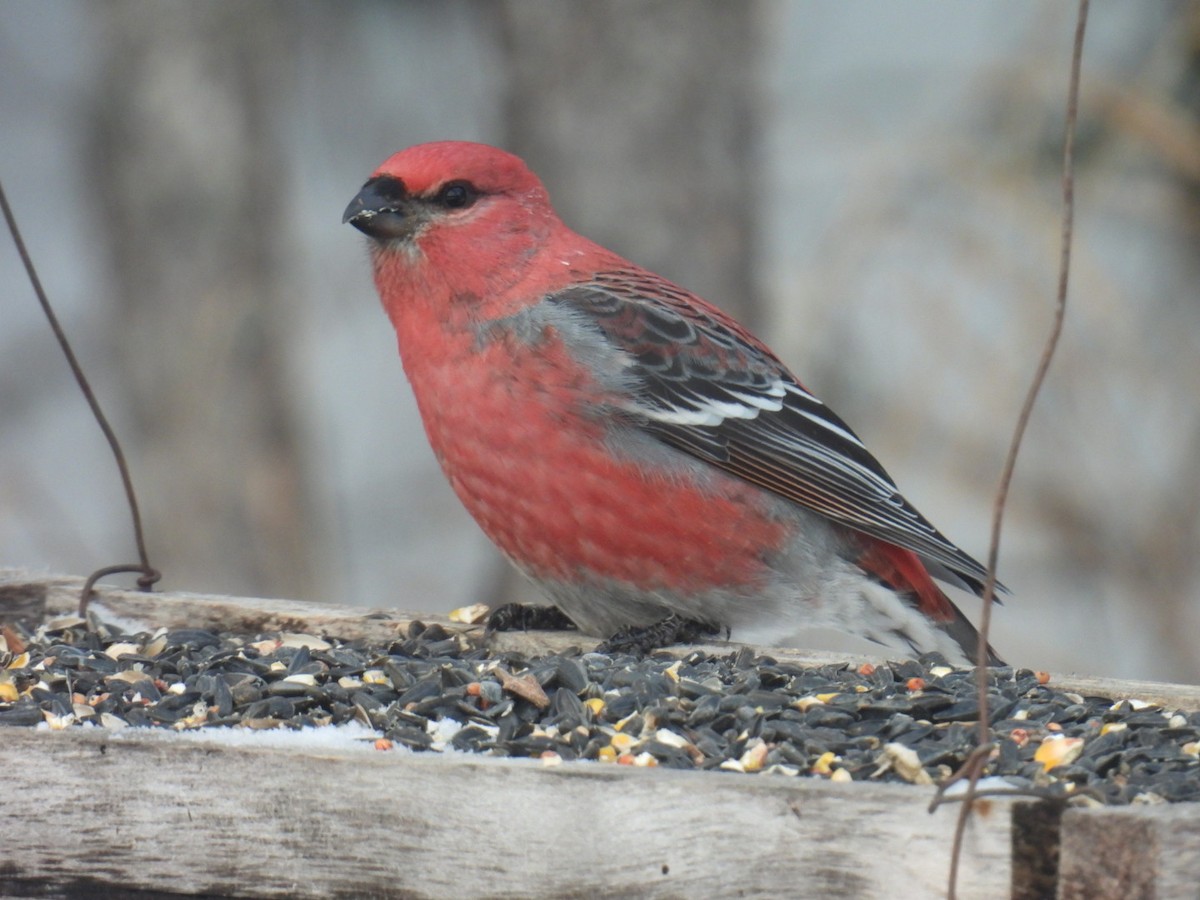 Pine Grosbeak - ML647263881