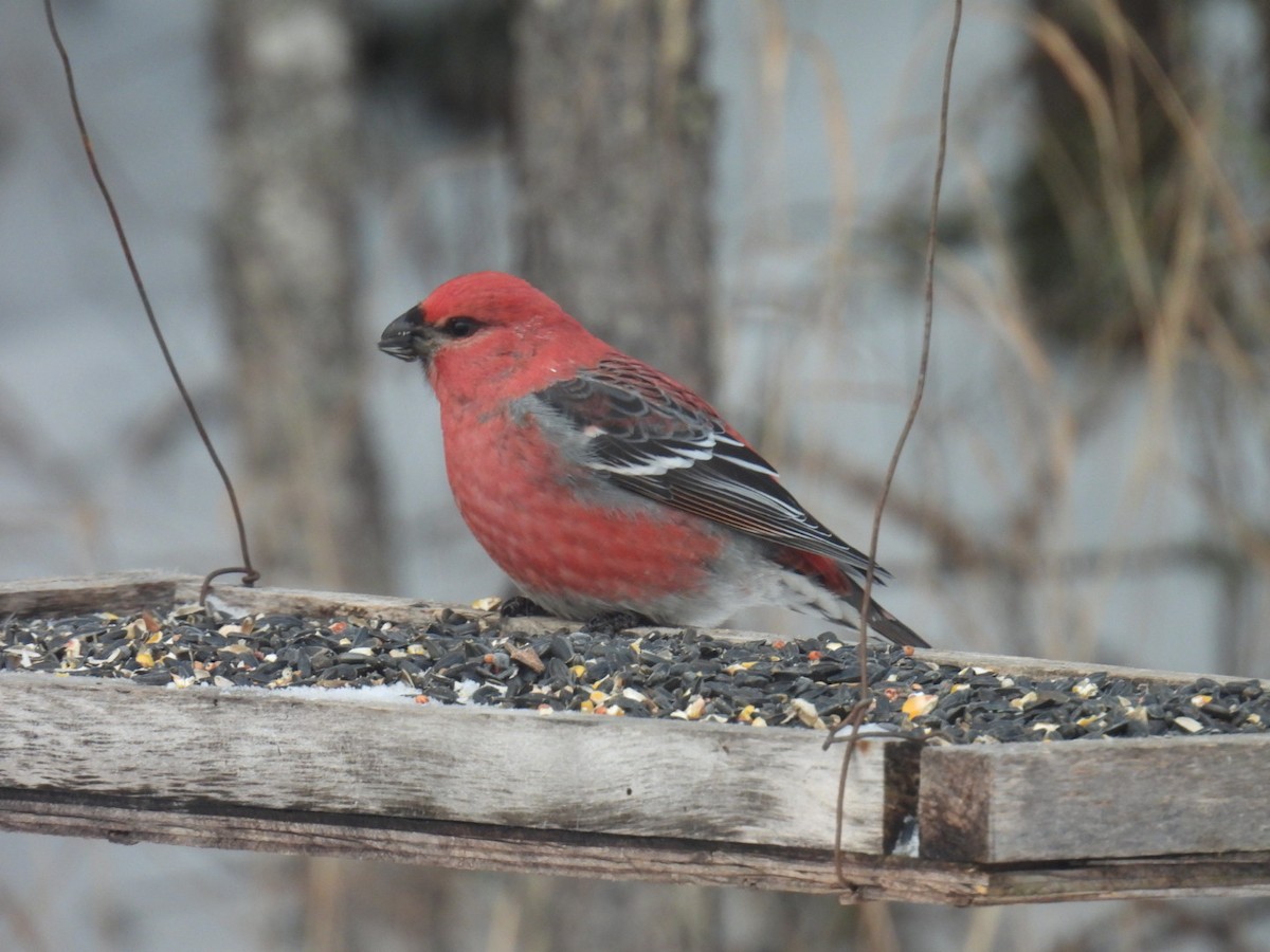 Pine Grosbeak - ML647263883