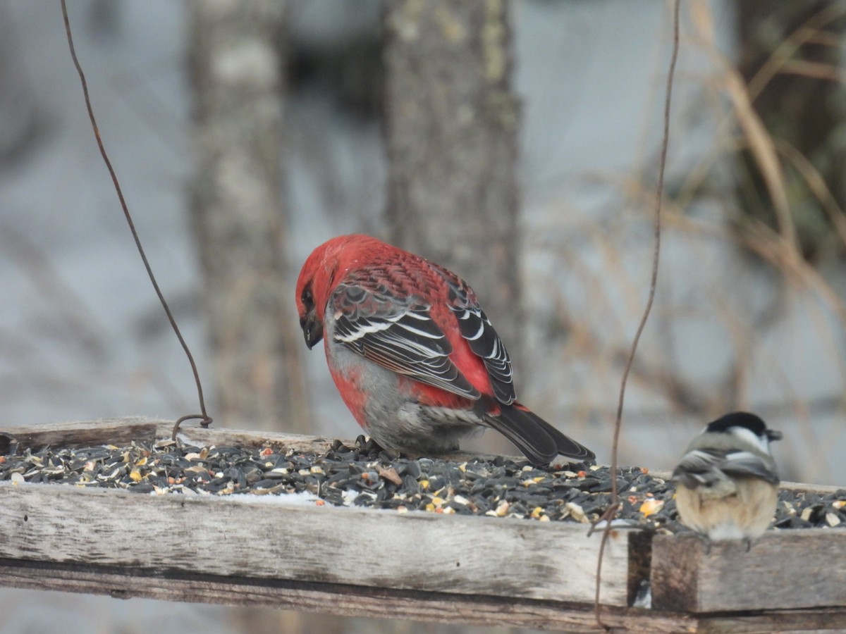 Pine Grosbeak - ML647263884