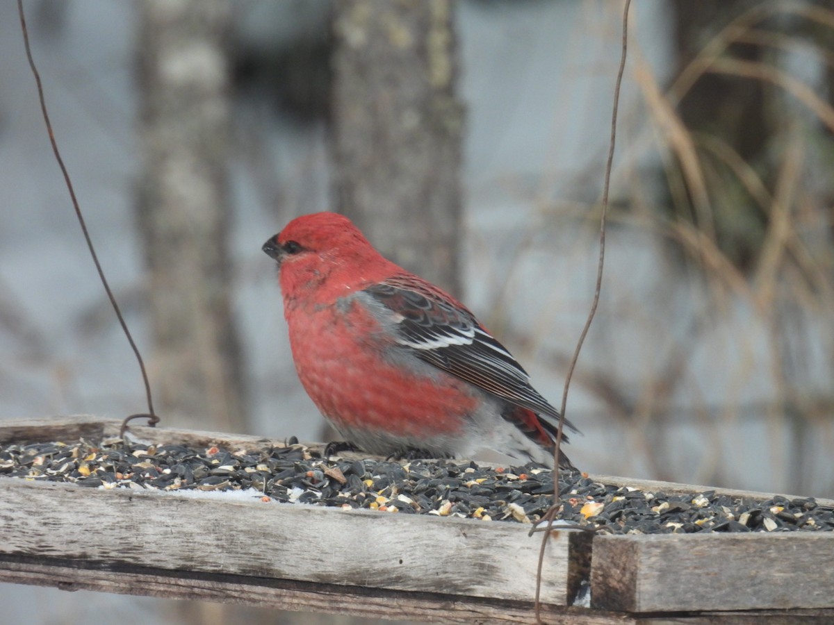 Pine Grosbeak - ML647263885