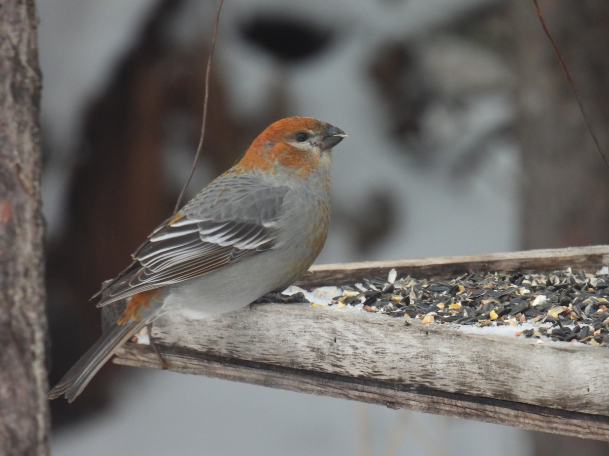 Pine Grosbeak - ML647263888
