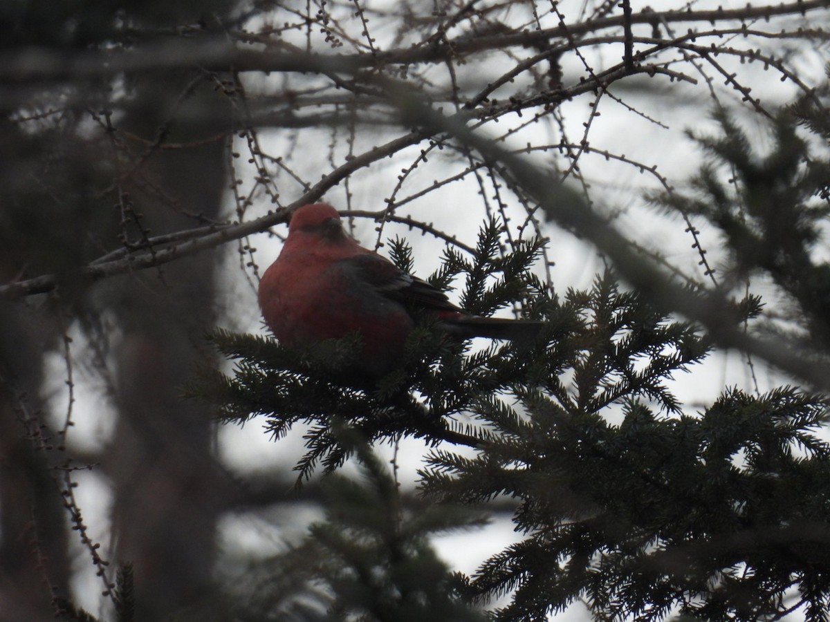 Pine Grosbeak - ML647263890
