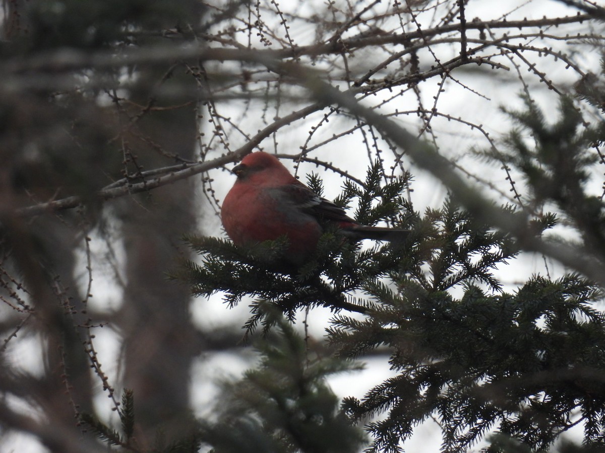 Pine Grosbeak - ML647263891