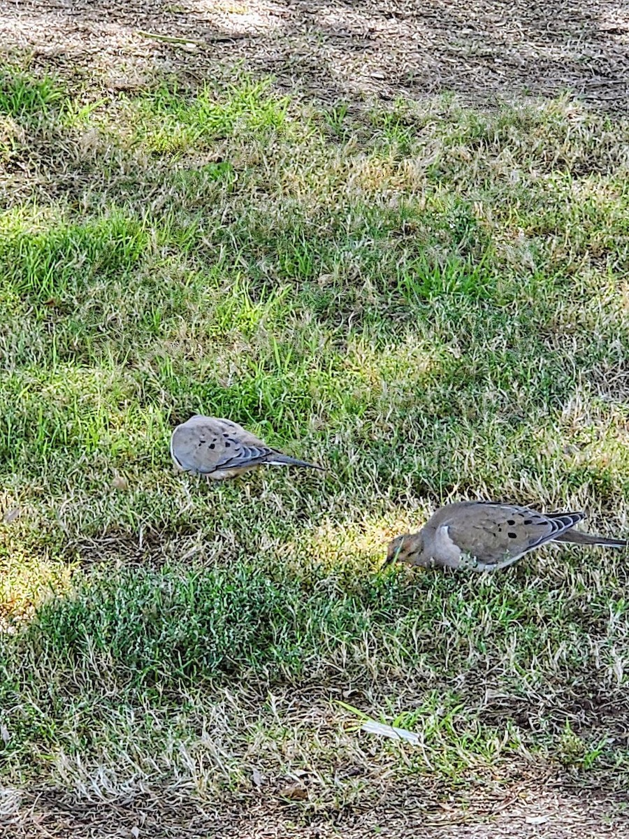 Mourning Dove - ML647263895