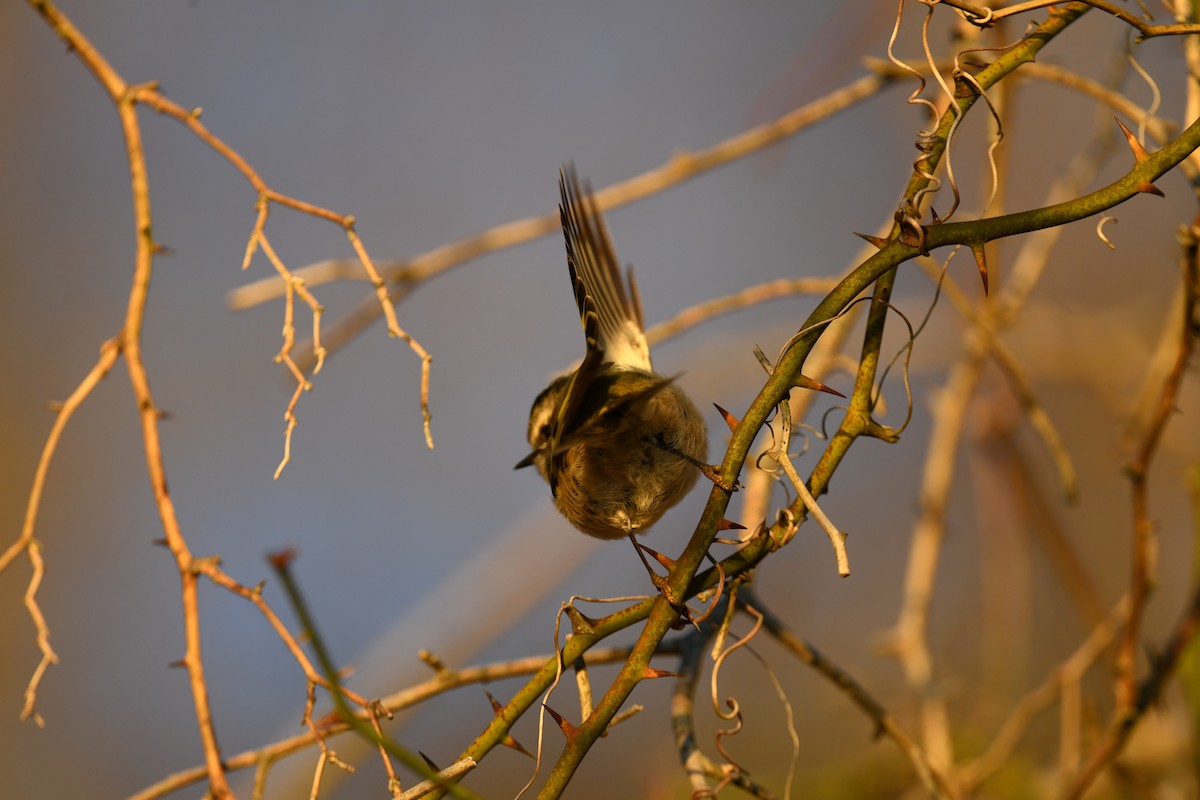 Erregetxo amerikarra - ML647263898