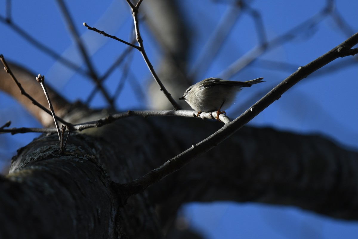 Erregetxo amerikarra - ML647263912