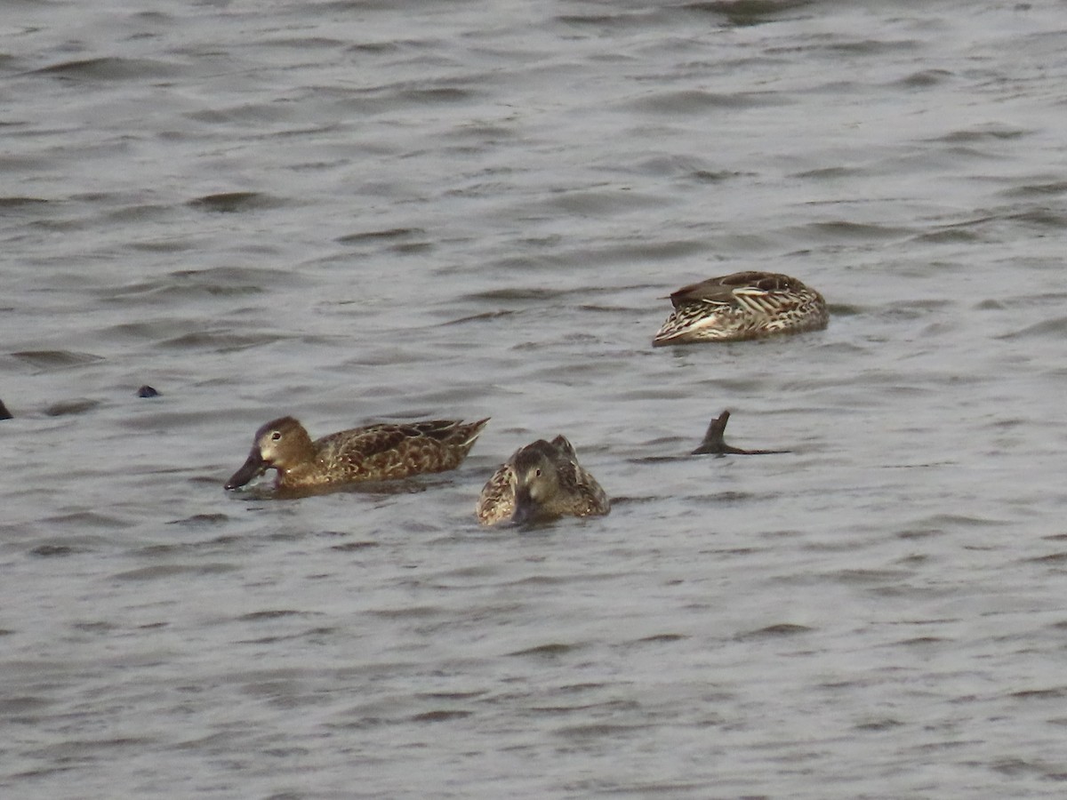 Blue-winged Teal - ML647263914