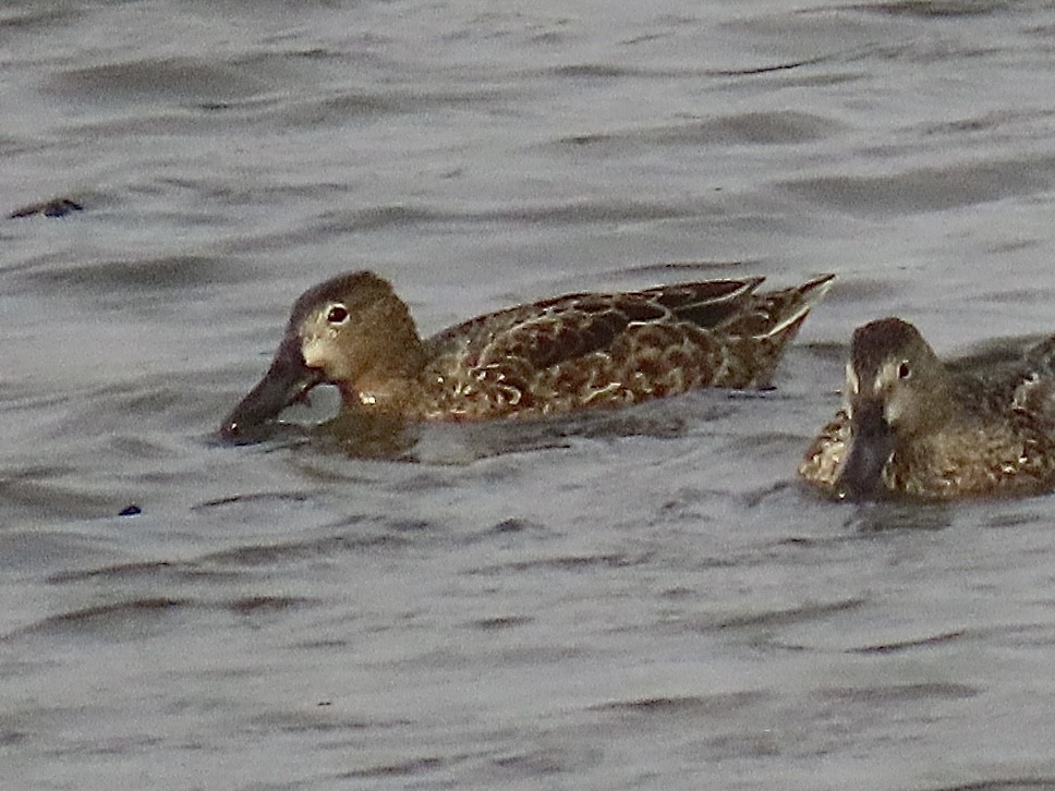 Blue-winged Teal - ML647263915