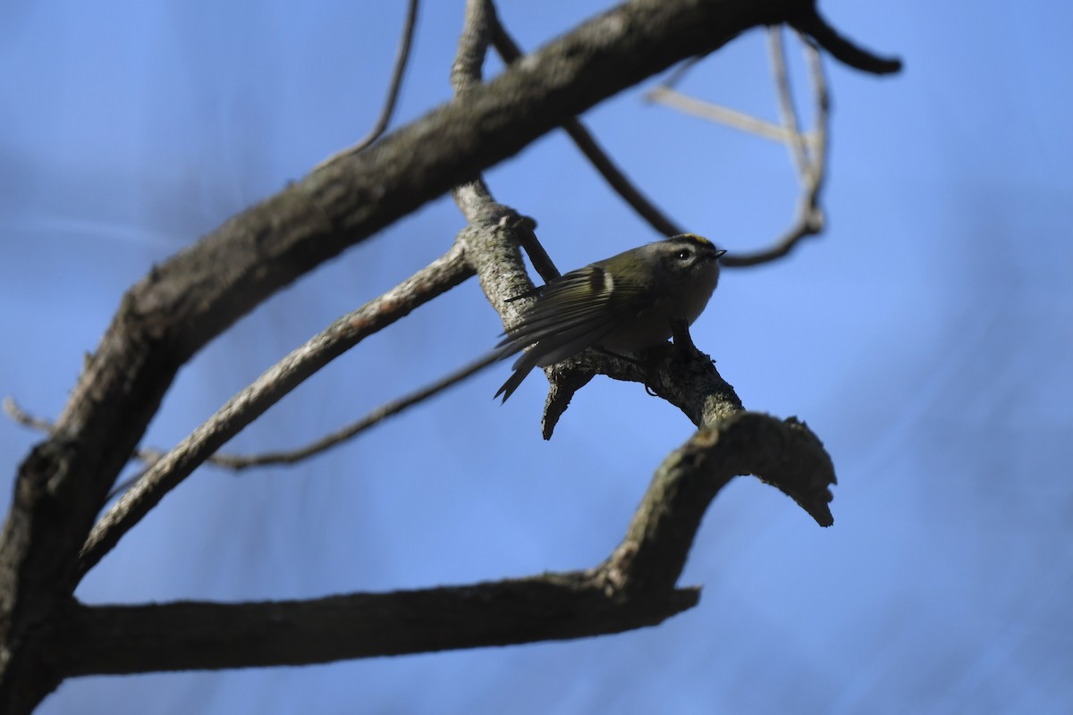 Erregetxo amerikarra - ML647263916