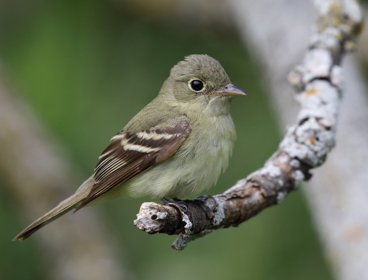 Acadian Flycatcher - ML647263917