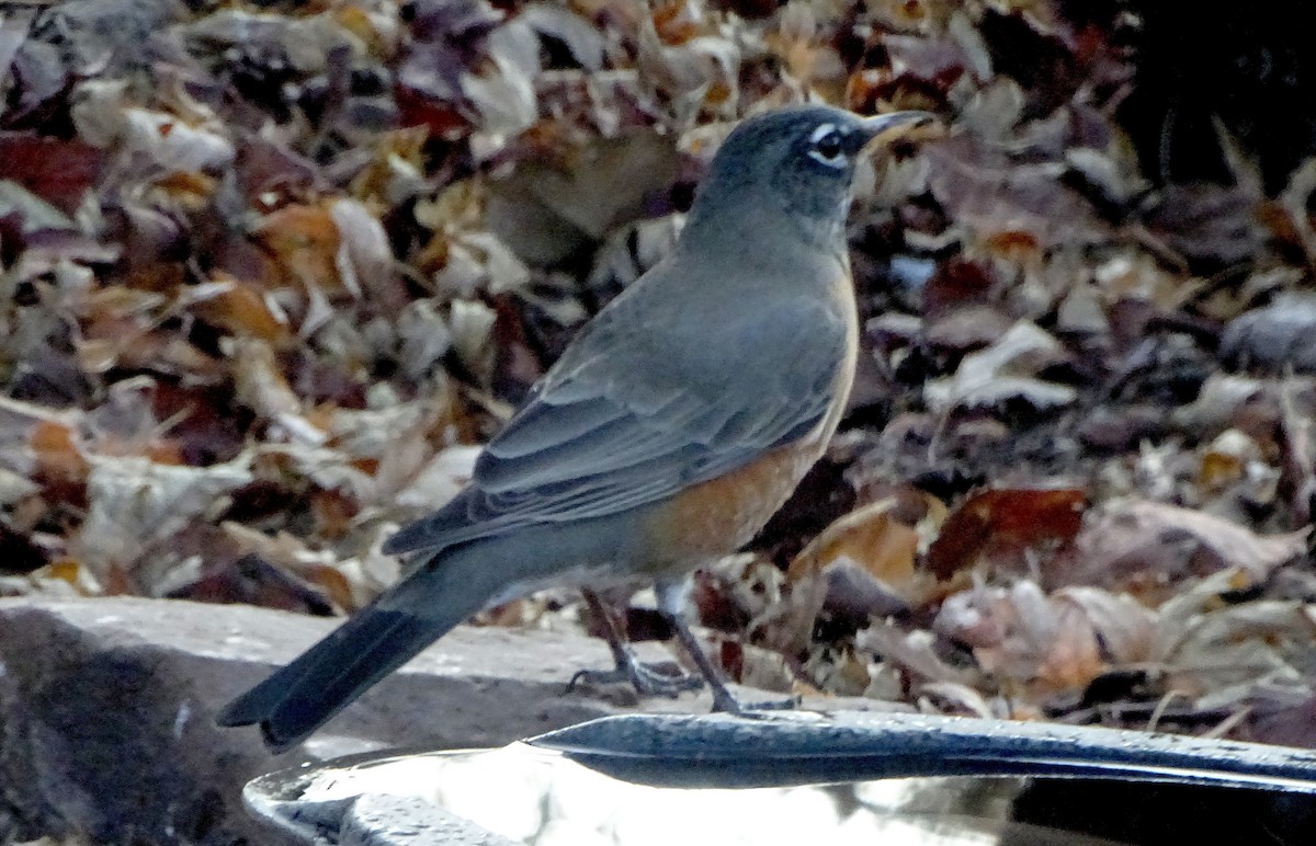 American Robin - ML647263918