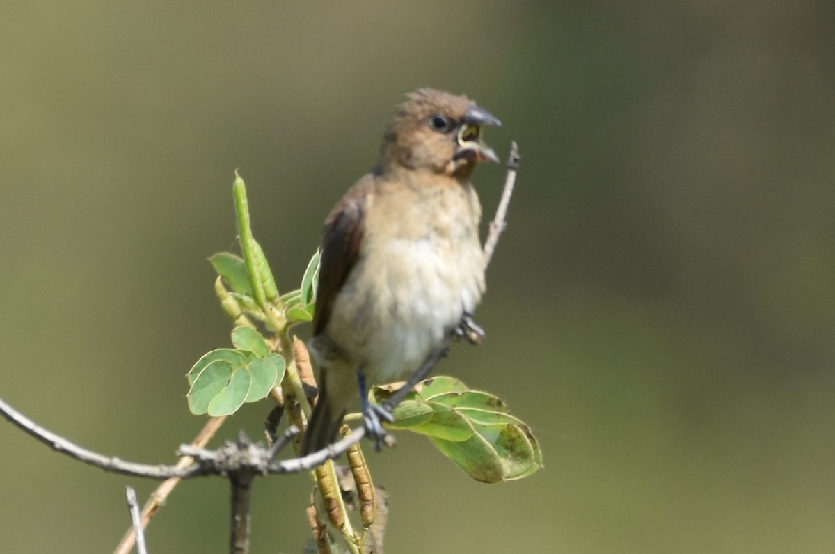 Scaly-breasted Munia - ML647263919
