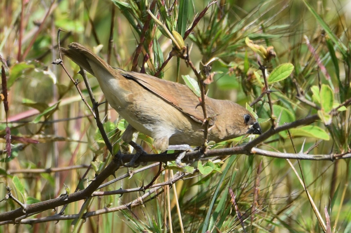 Scaly-breasted Munia - ML647263920
