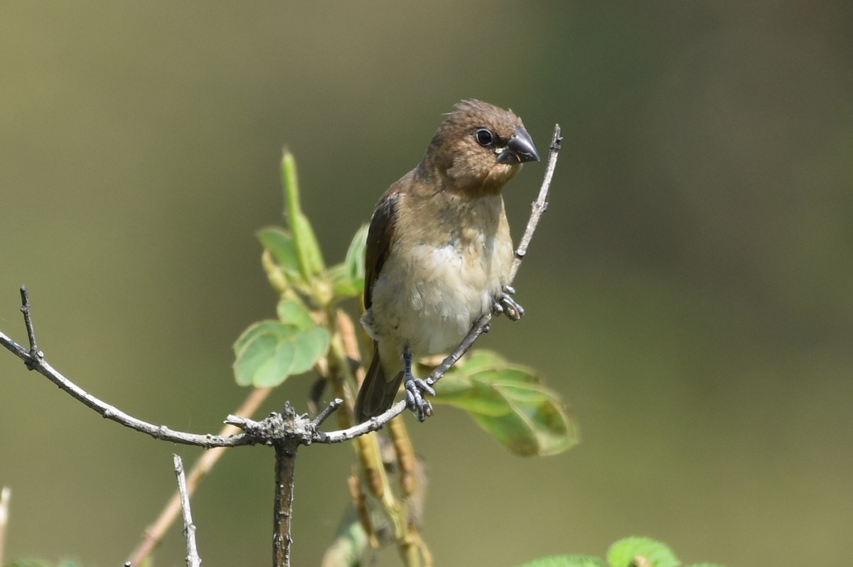 Scaly-breasted Munia - ML647263922