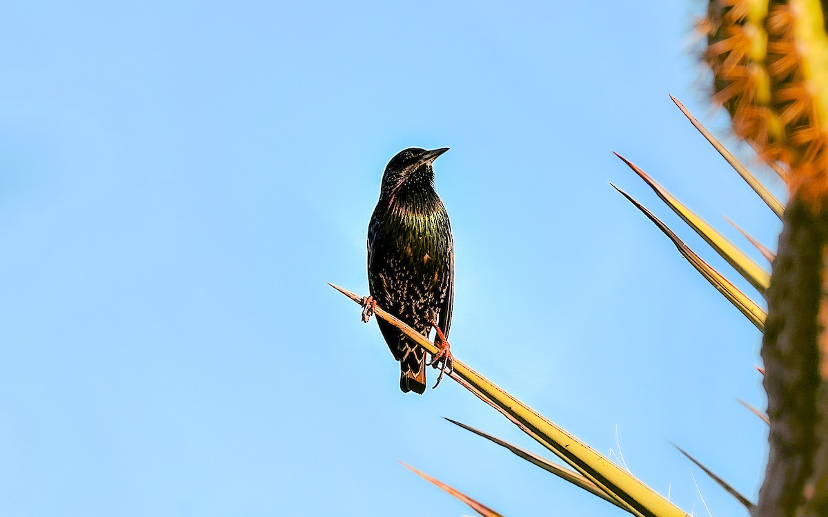 European Starling - ML647263923