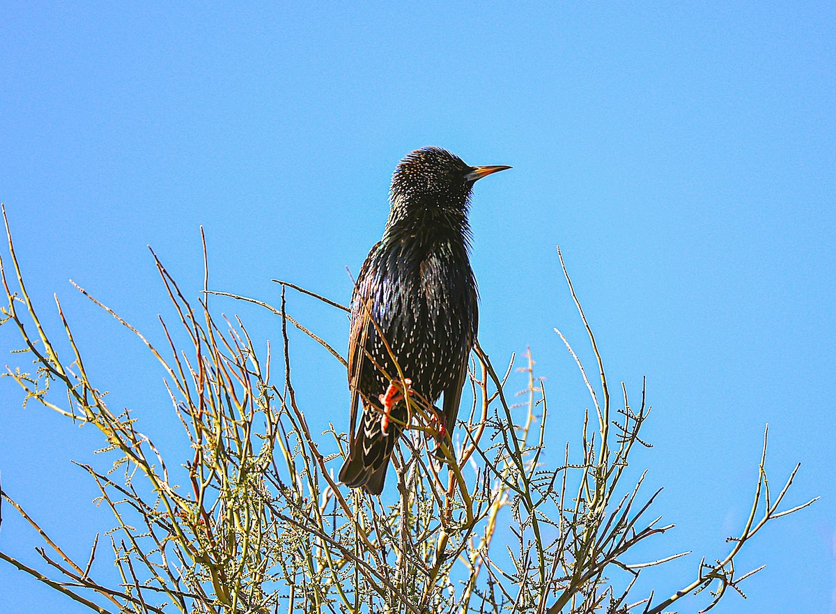 European Starling - ML647263924