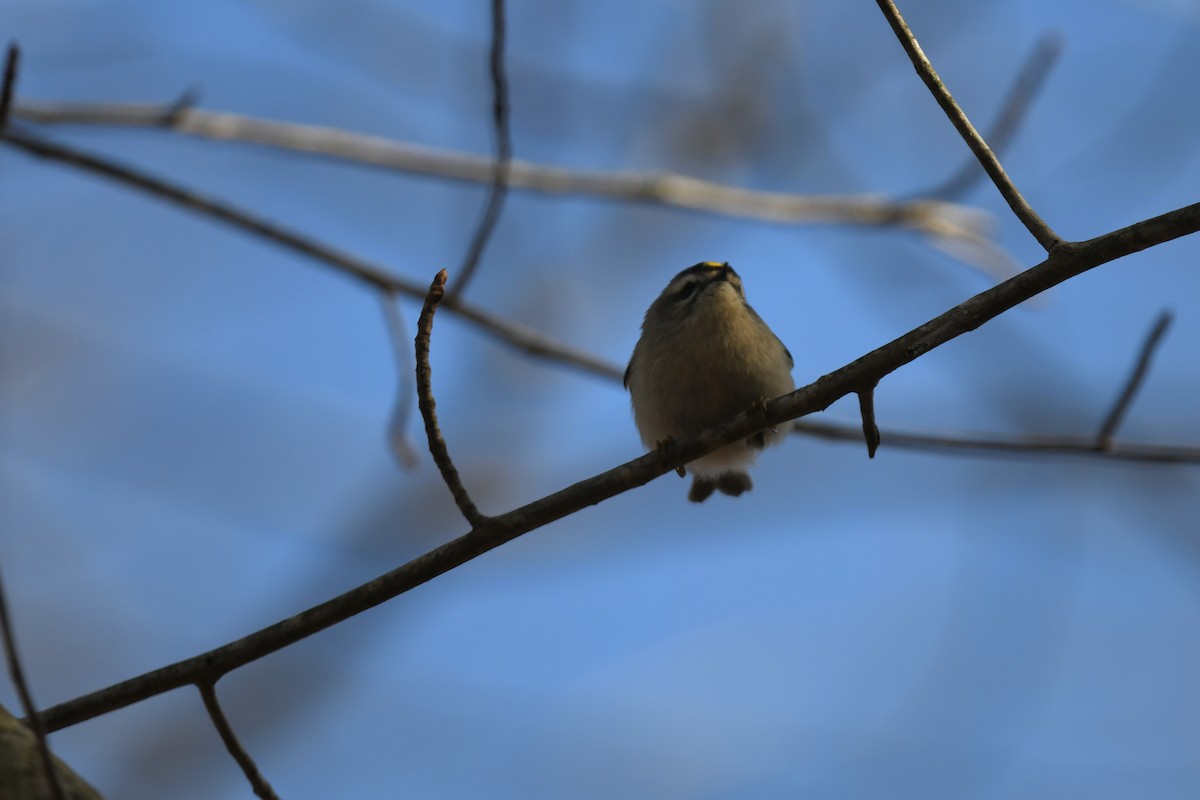 Erregetxo amerikarra - ML647263933