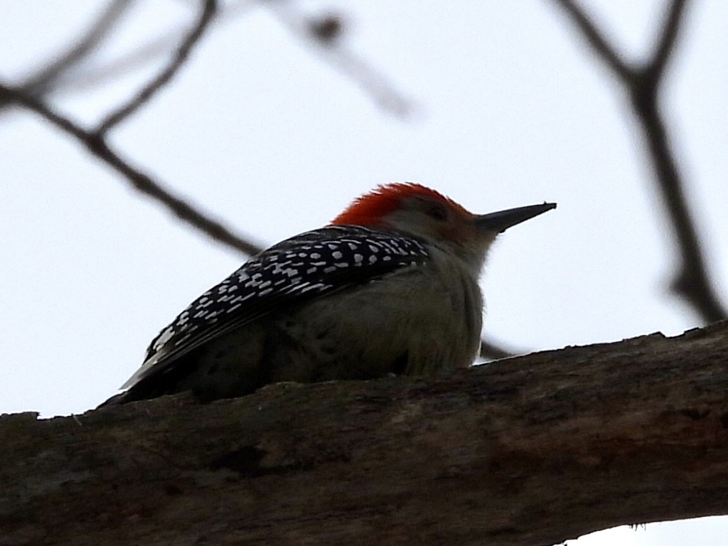 Red-bellied Woodpecker - ML647263934
