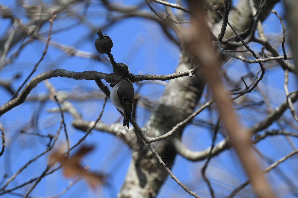 Erregetxo amerikarra - ML647263937