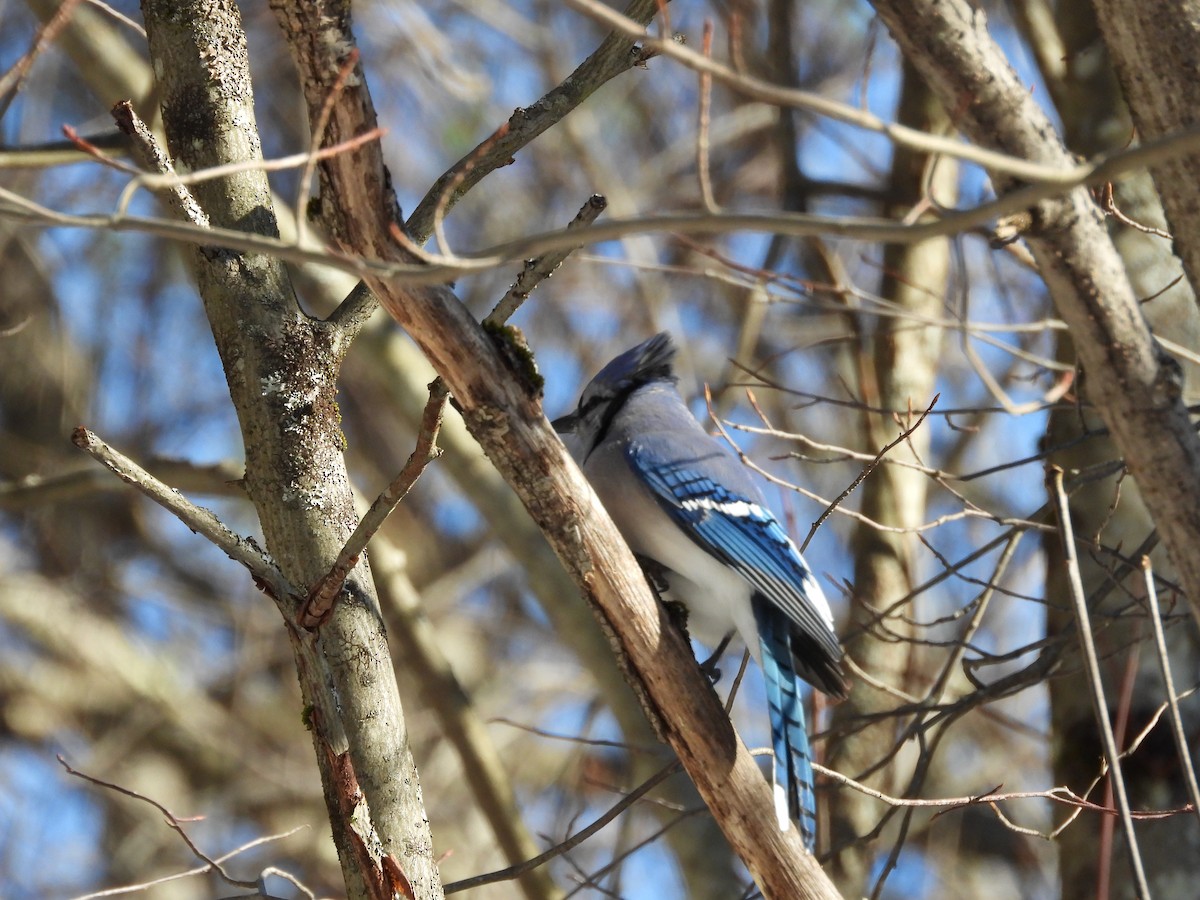 Blue Jay - ML647263940