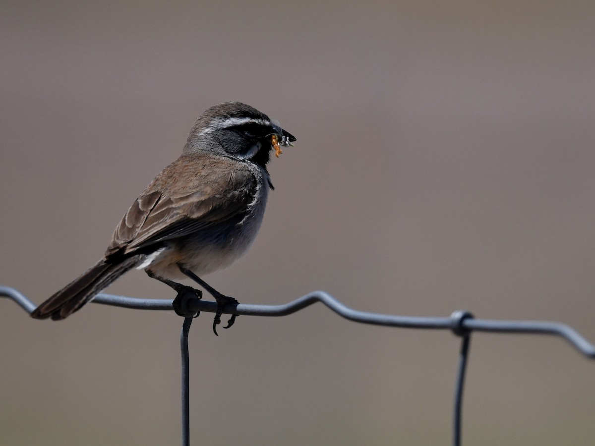 ノドグロヒメドリ - ML647263942