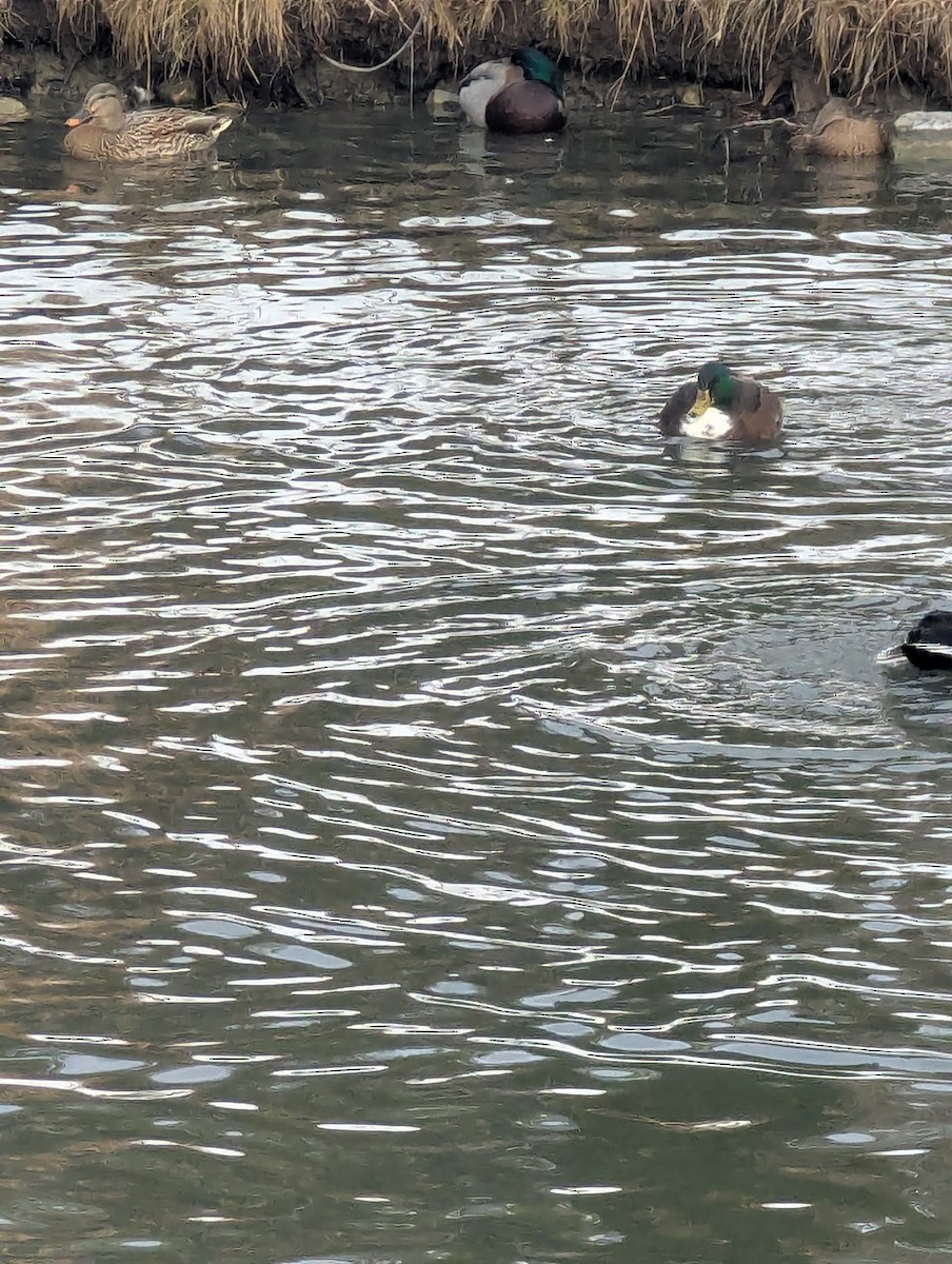 Mallard - ML647263944