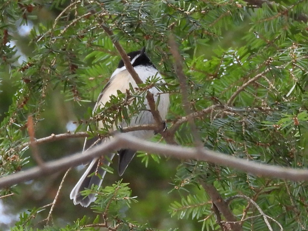 Black-capped Chickadee - ML647263946
