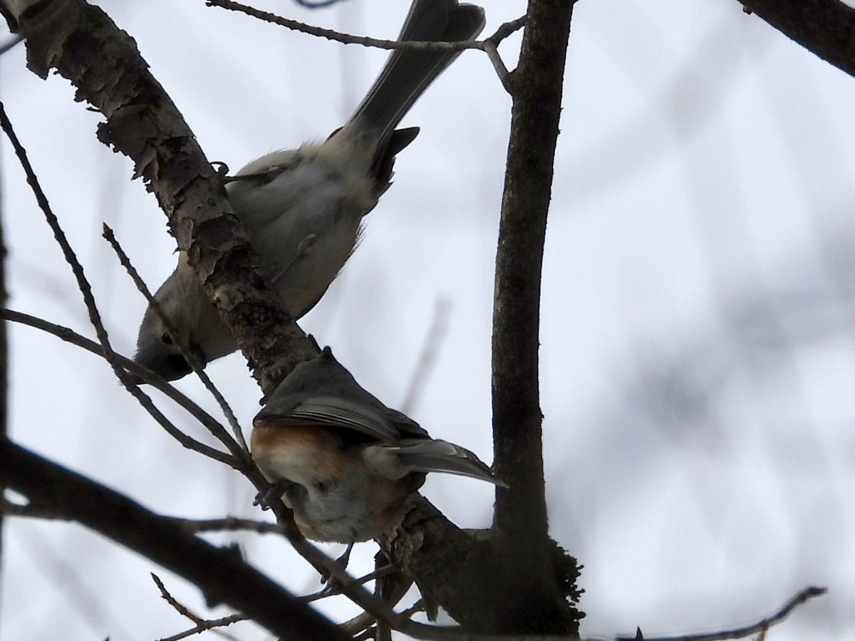 Tufted Titmouse - ML647263948