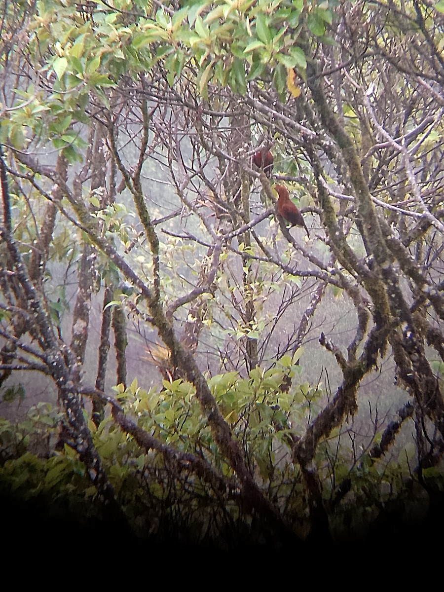 Coq-de-roche péruvien - ML647263952