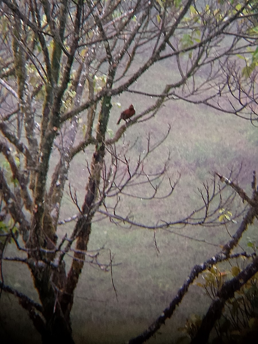 Coq-de-roche péruvien - ML647263955