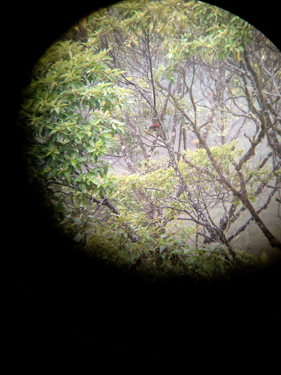 Coq-de-roche péruvien - ML647263956