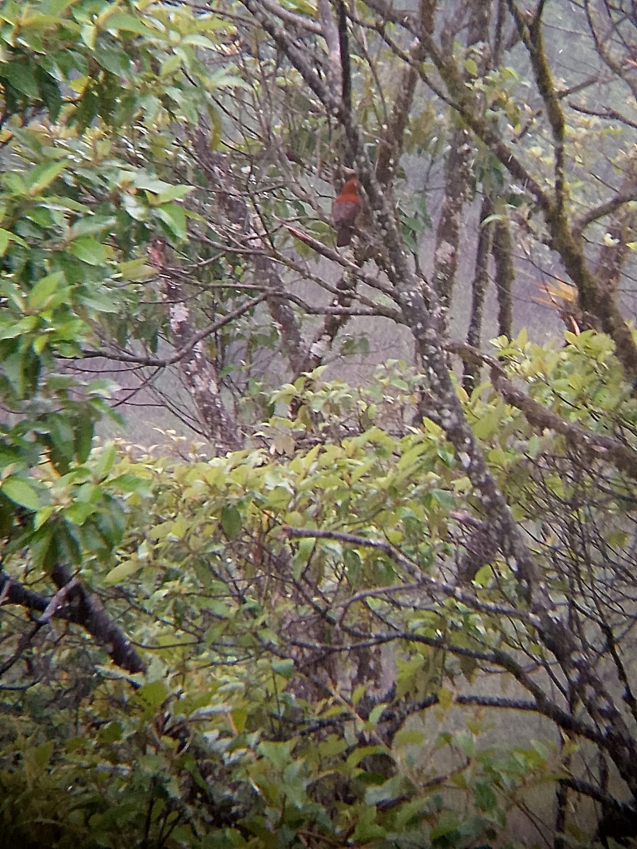 Coq-de-roche péruvien - ML647263957