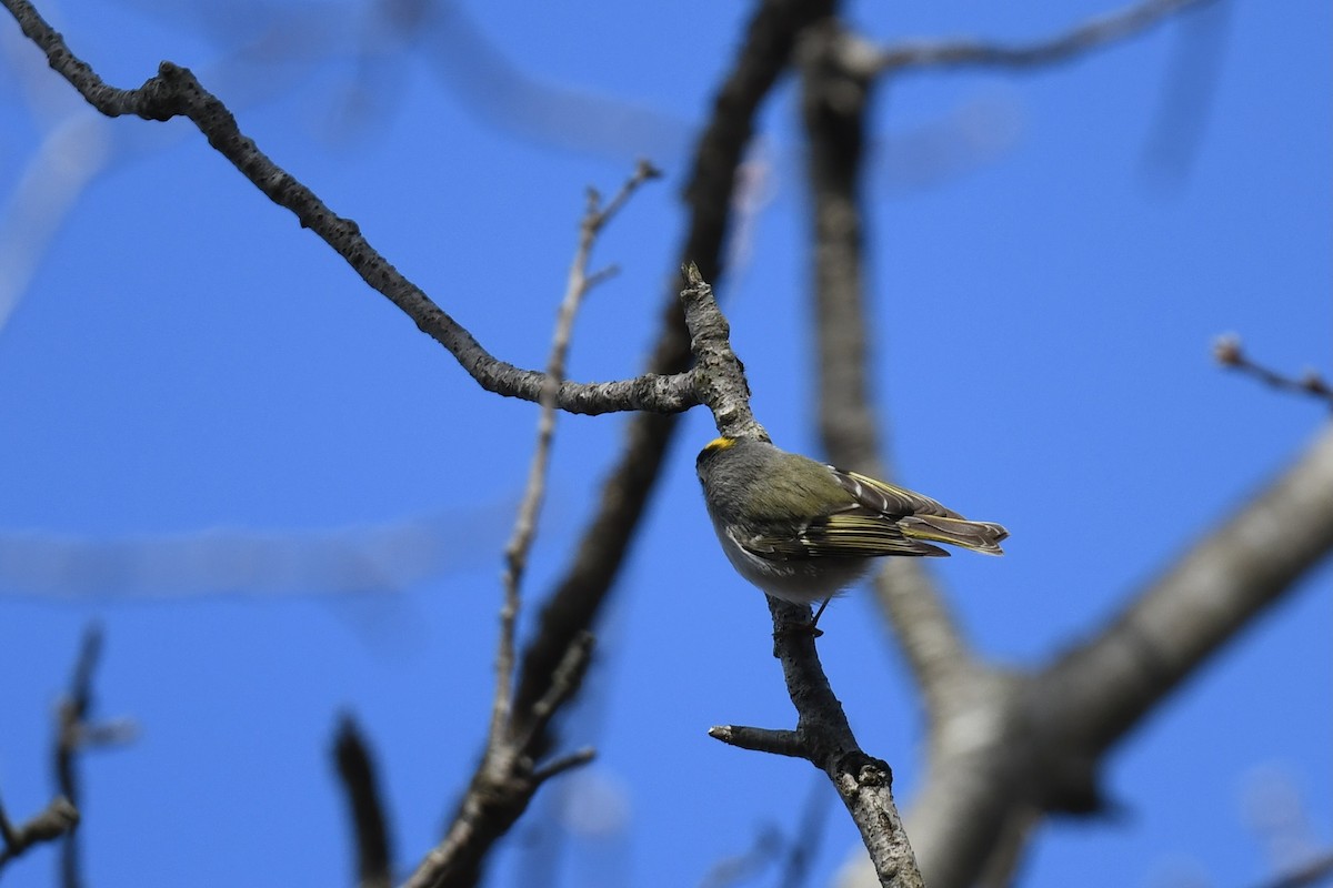 Erregetxo amerikarra - ML647263958