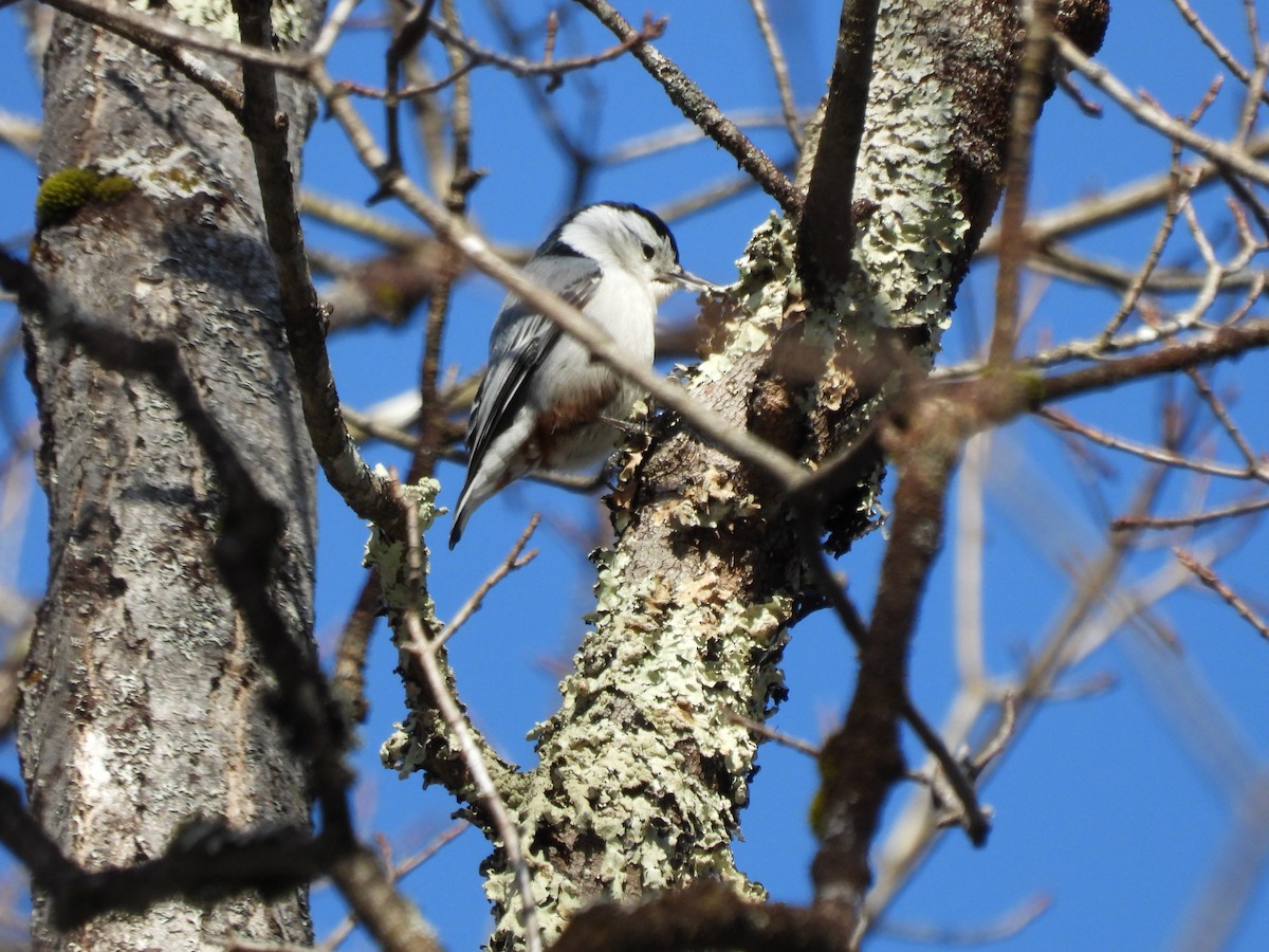 White-breasted Nuthatch - ML647263961
