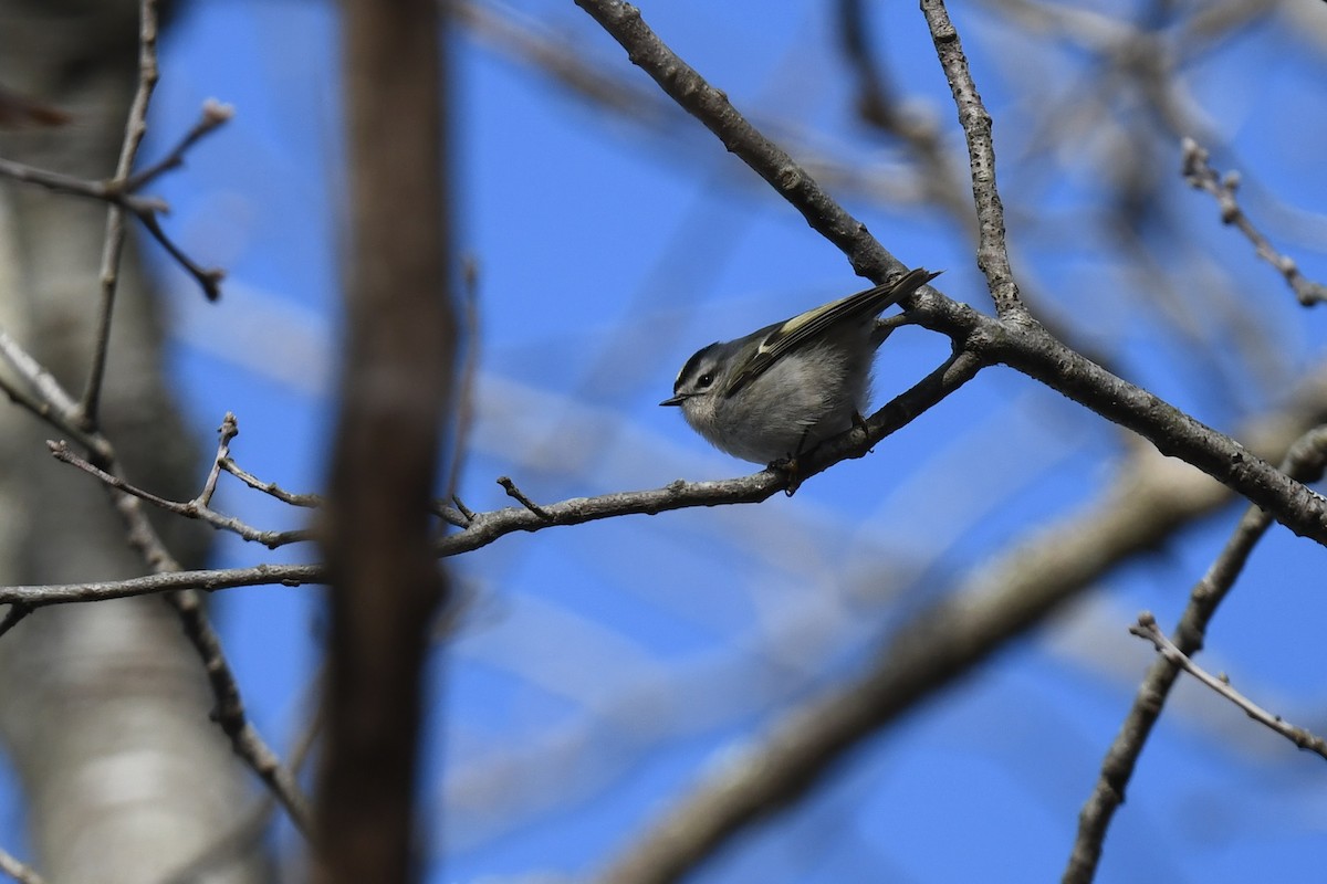 Erregetxo amerikarra - ML647263962