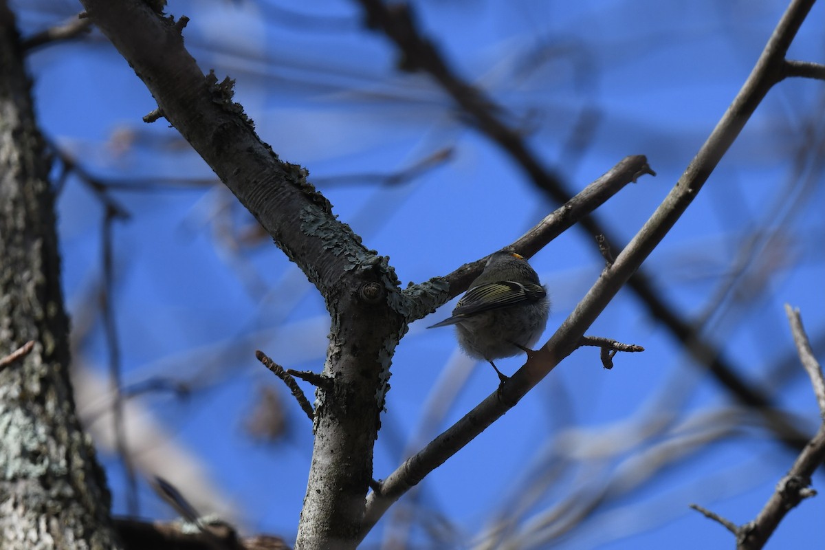 Erregetxo amerikarra - ML647263974