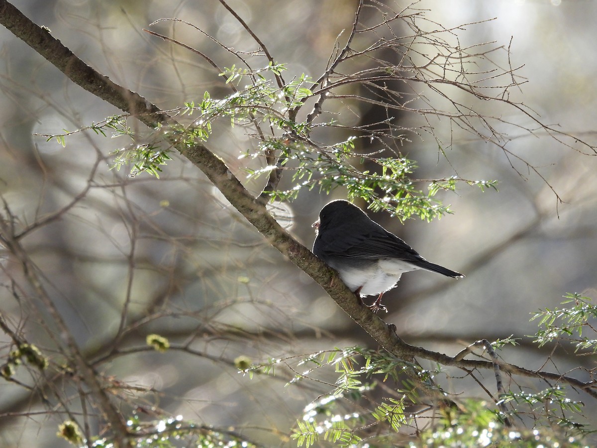 Dark-eyed Junco - ML647263978