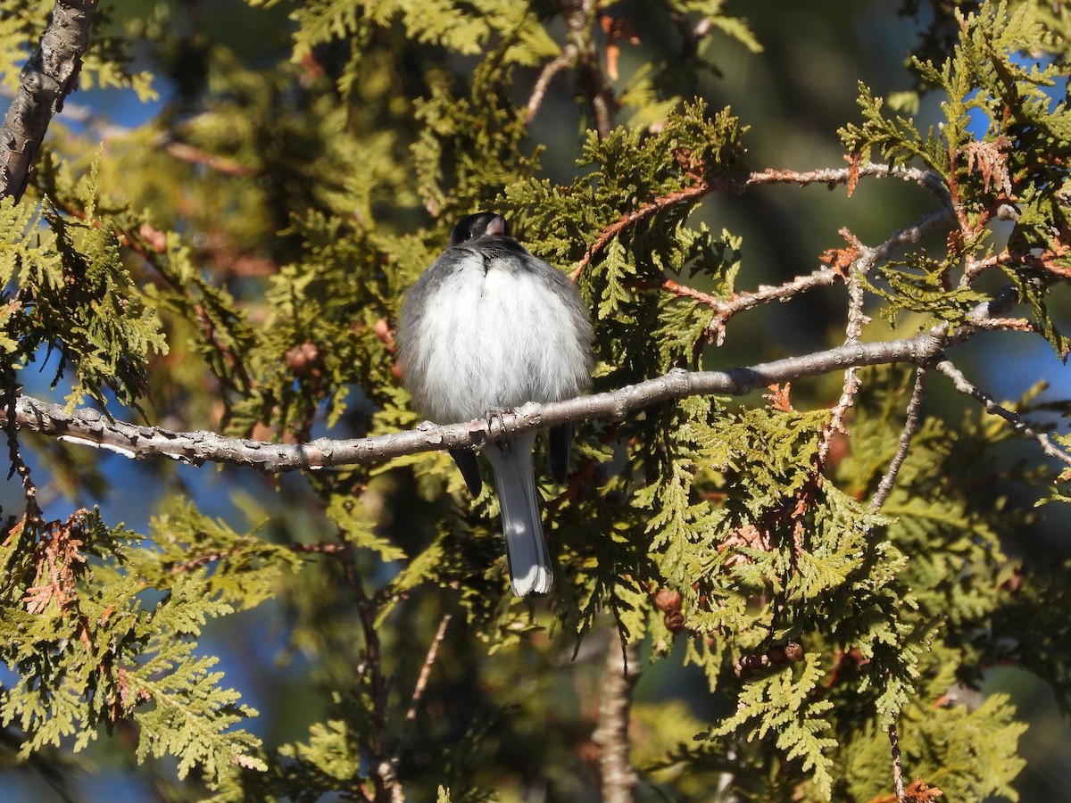 Dark-eyed Junco - ML647263979