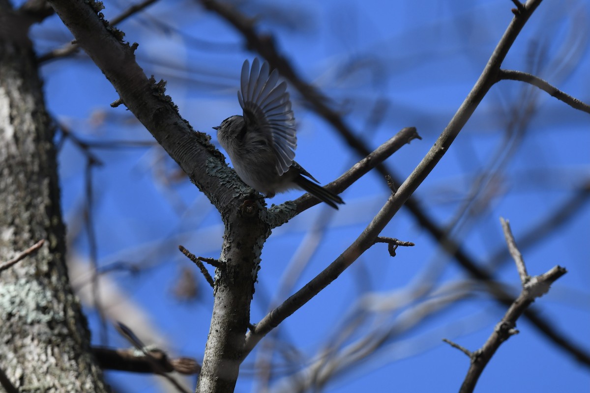 Erregetxo amerikarra - ML647263984