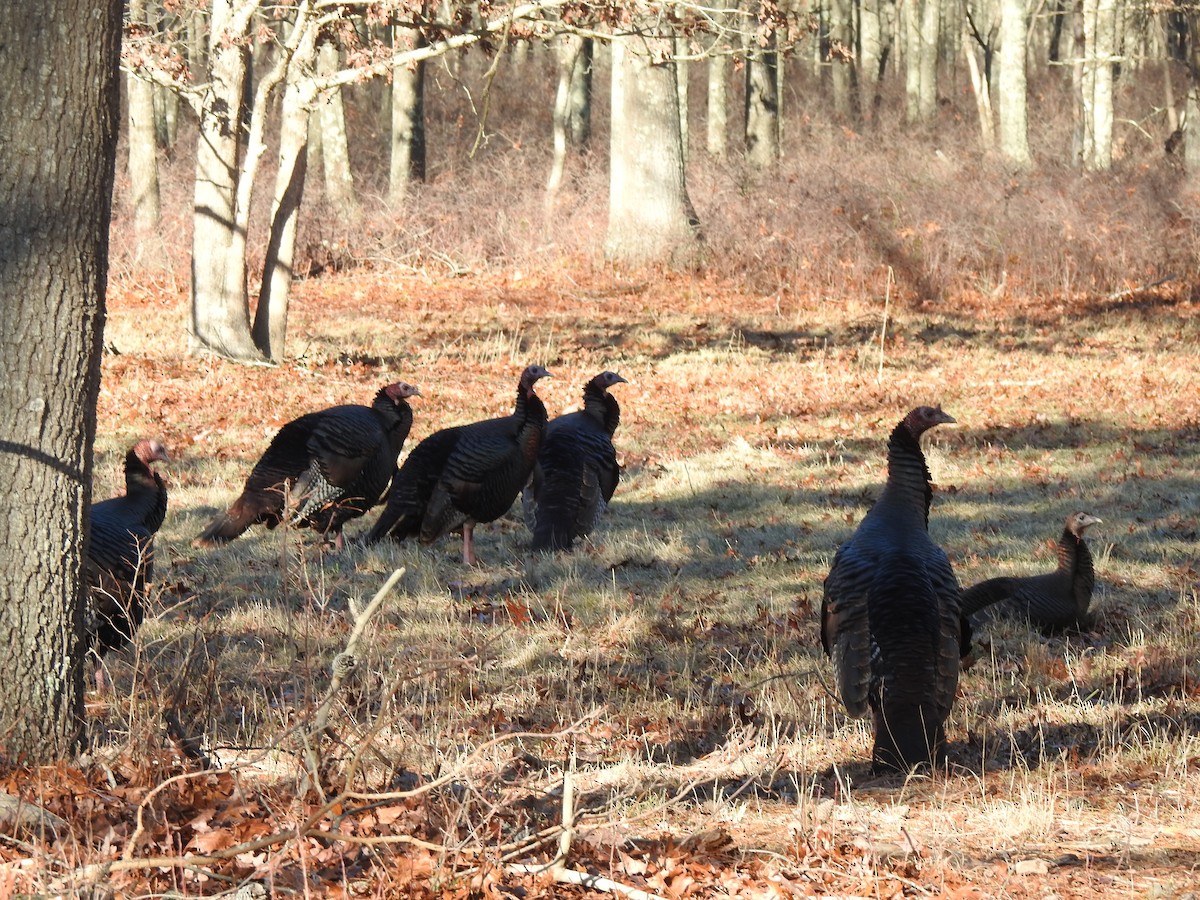 Wild Turkey - ML647263989