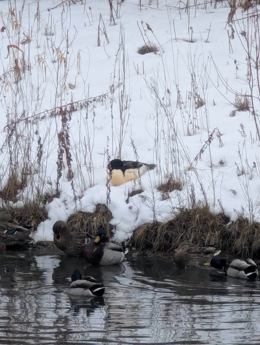 Common Merganser - ML647263991