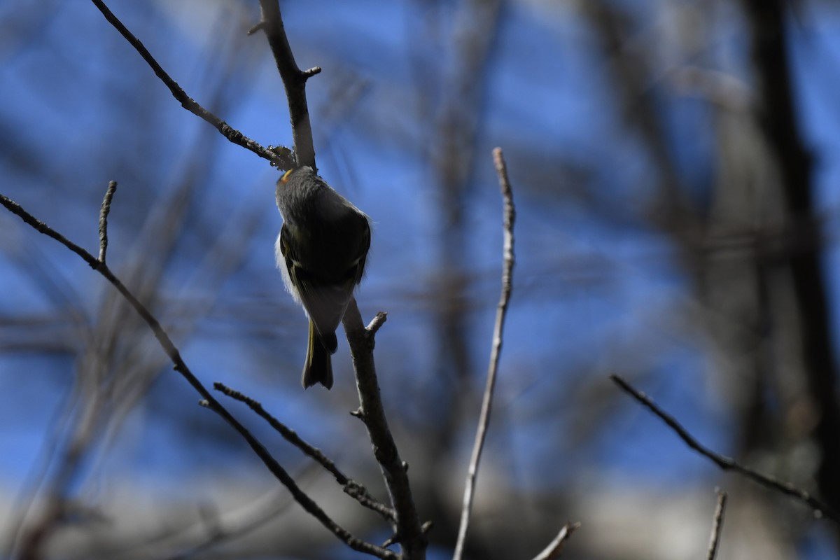 Erregetxo amerikarra - ML647263995