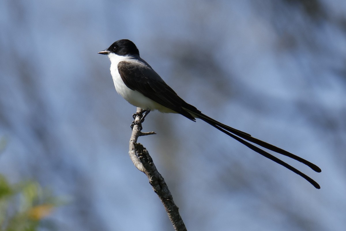 Tyran des savanes - ML647264002