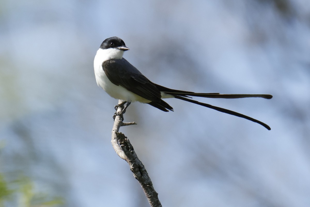 Tyran des savanes - ML647264003