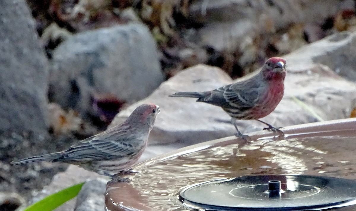 House Finch - ML647264004