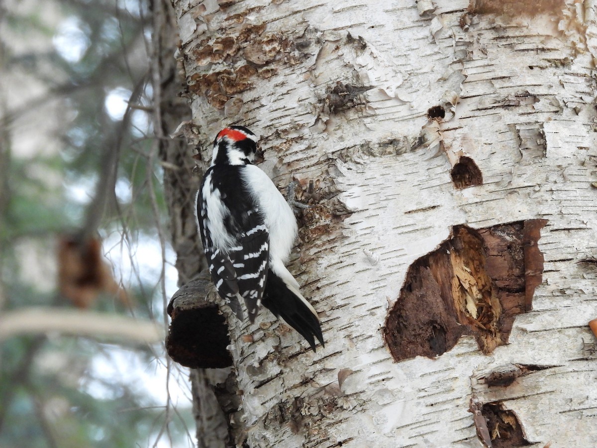Hairy Woodpecker - ML647264014