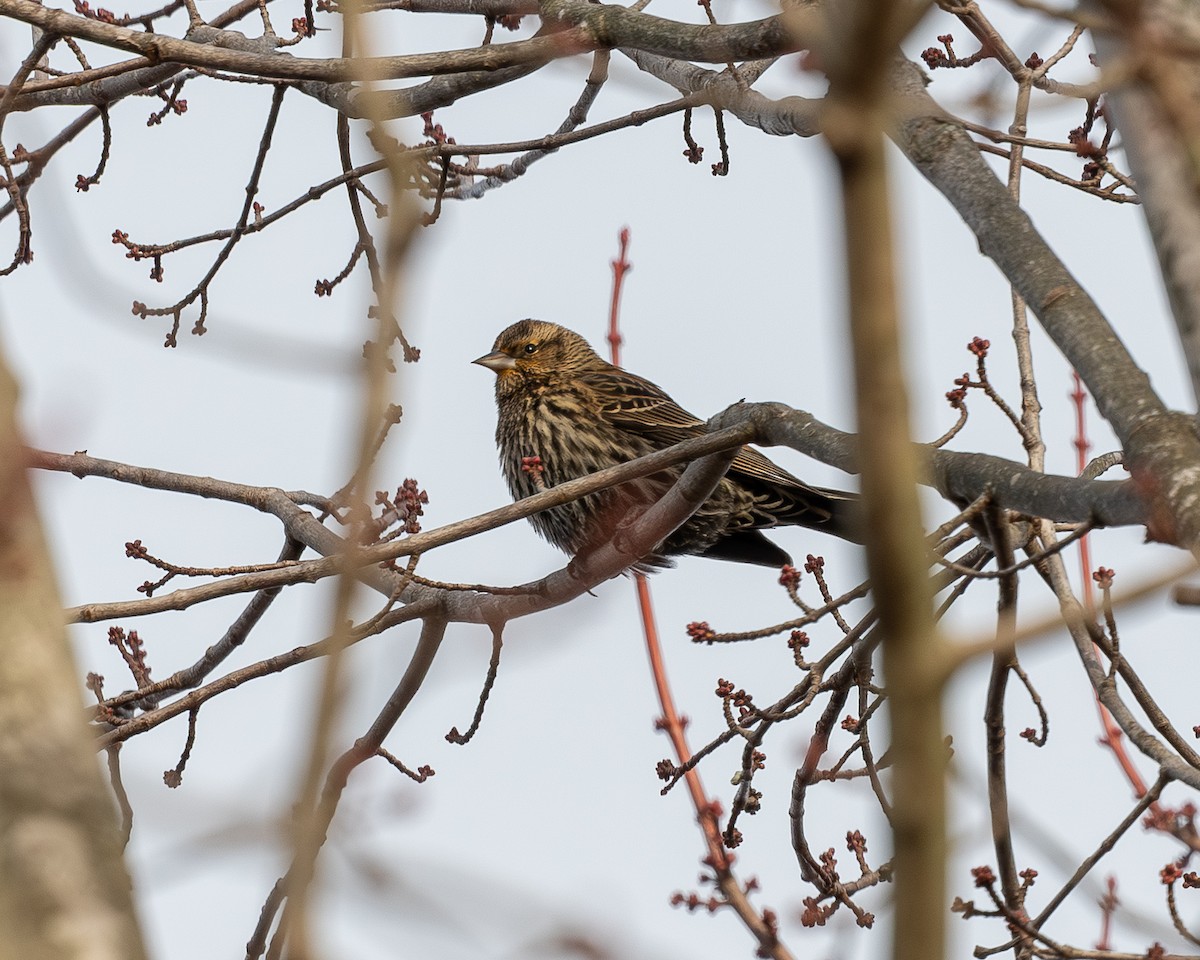 Red-winged Blackbird - ML647264021
