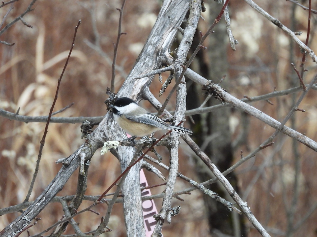 Black-capped Chickadee - ML647264034