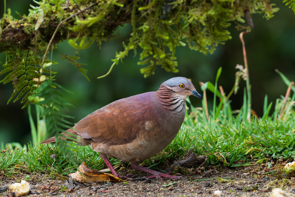 White-throated Quail-Dove - ML647264035