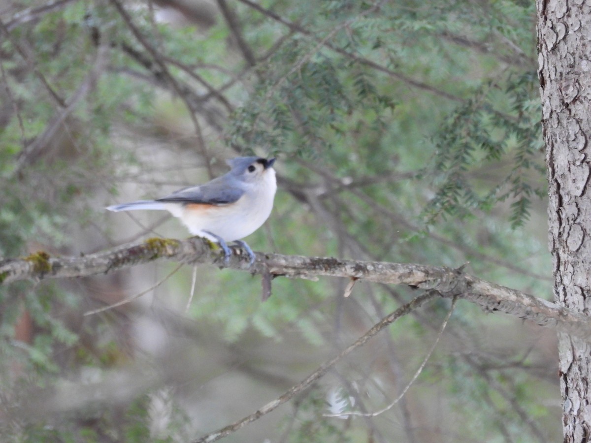 Tufted Titmouse - ML647264039